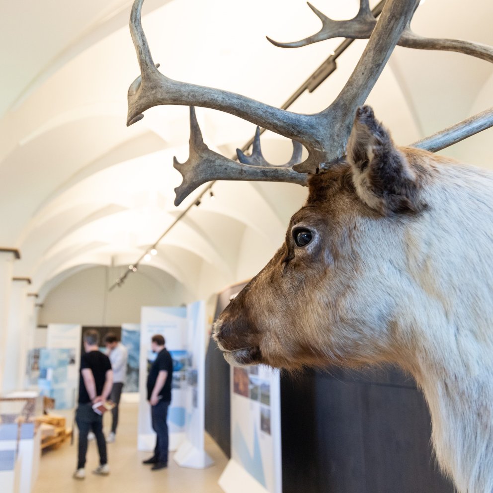 Seemuseum, Nina Kohler