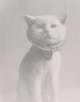 Binia Bill | Katze mit Halskrause, 1930er- Jahre