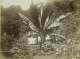 Bananenbaum im Garten, um 1893
