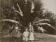 Unter dem Bananenbaum im Garten der Villa, um 1893
