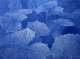 Franz Gertsch | Blaue Pestwurz, 2021 | Eitempera auf ungrundierter Baumwolle Tempera on unprimed cotton | 250 x 340 cm | Besitz des Künstlers | Collection of the artist
