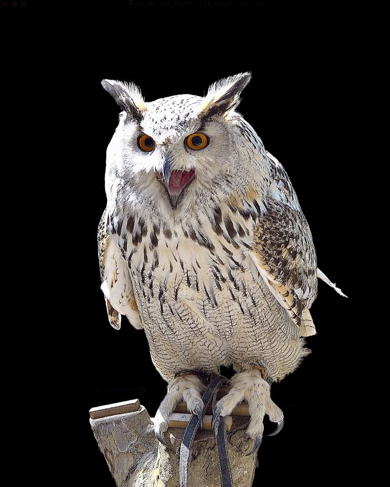 03_ruthbaettig_bubo_bubo_sibiricus2025.jpeg 03_ruthbaettig_bubo_bubo_sibiricus2025.jpeg